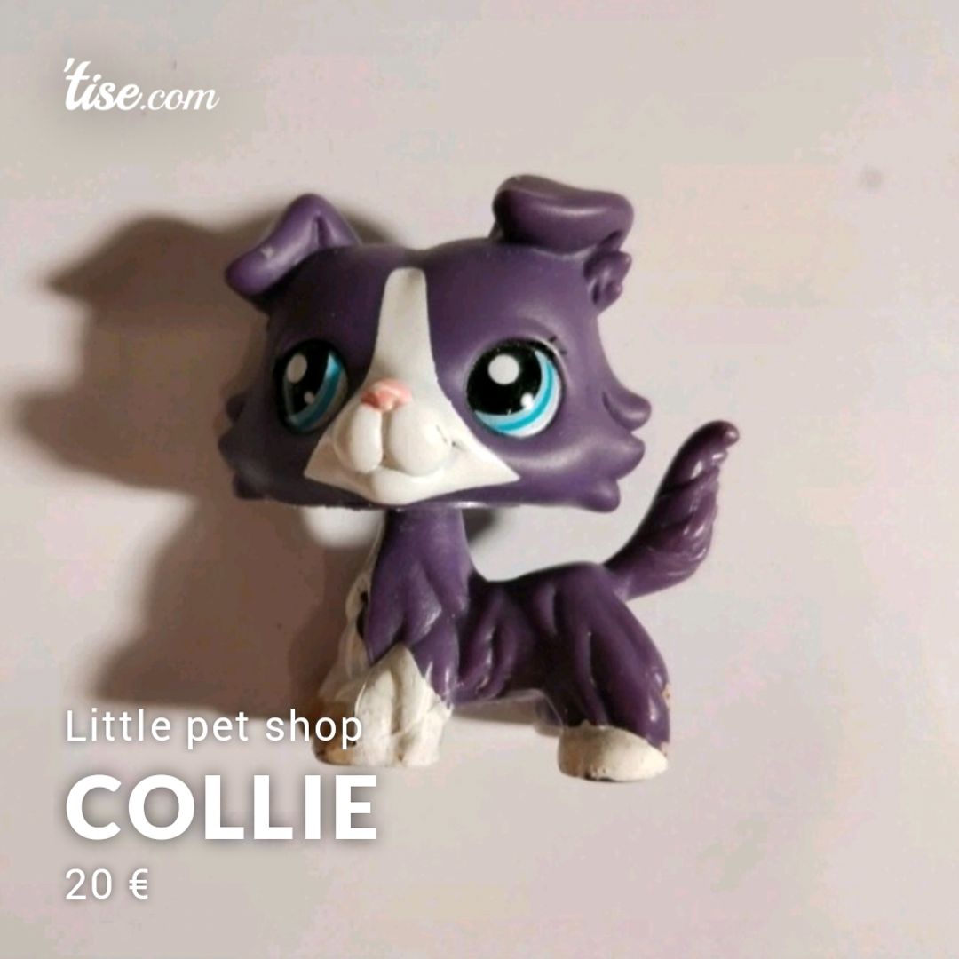 Collie