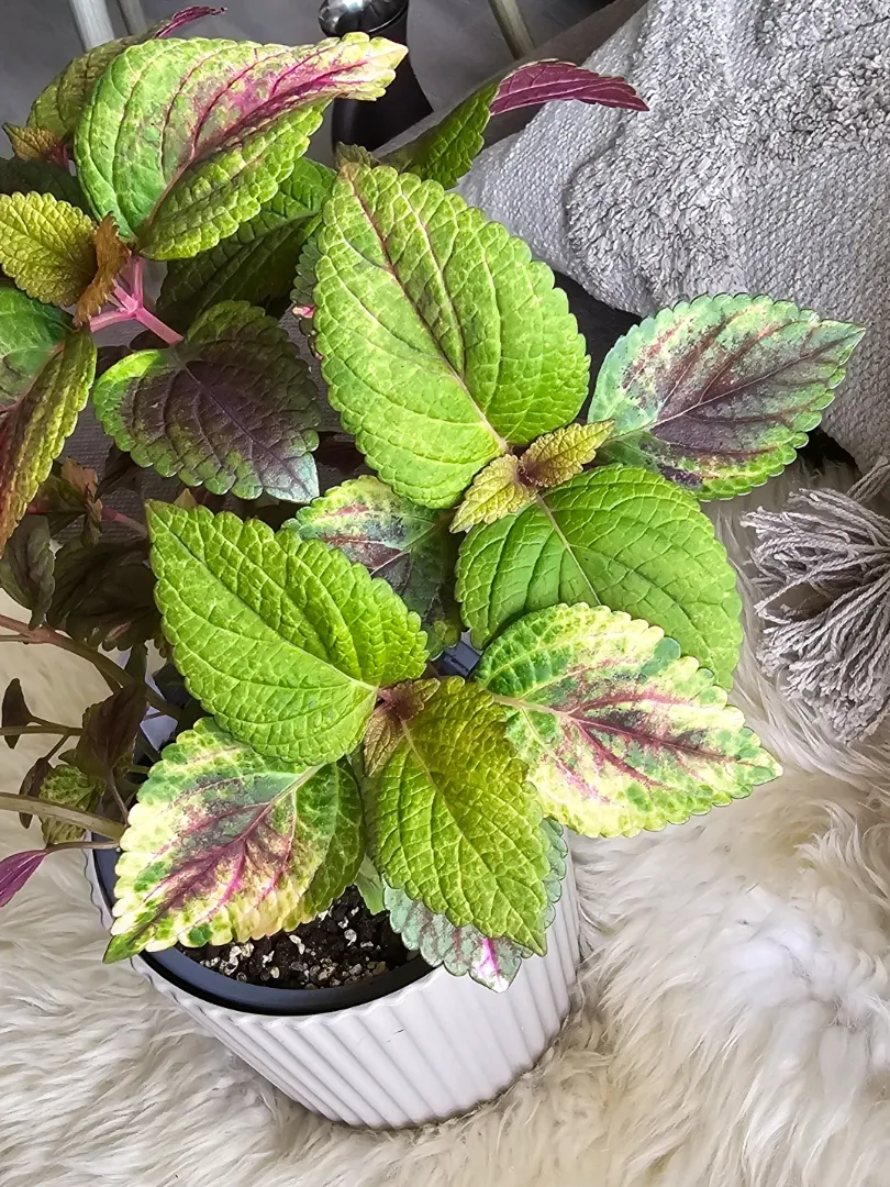 Havanna Coleus 🌸