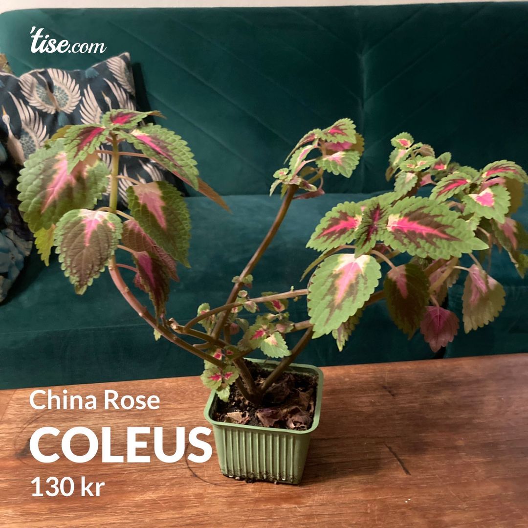 Coleus