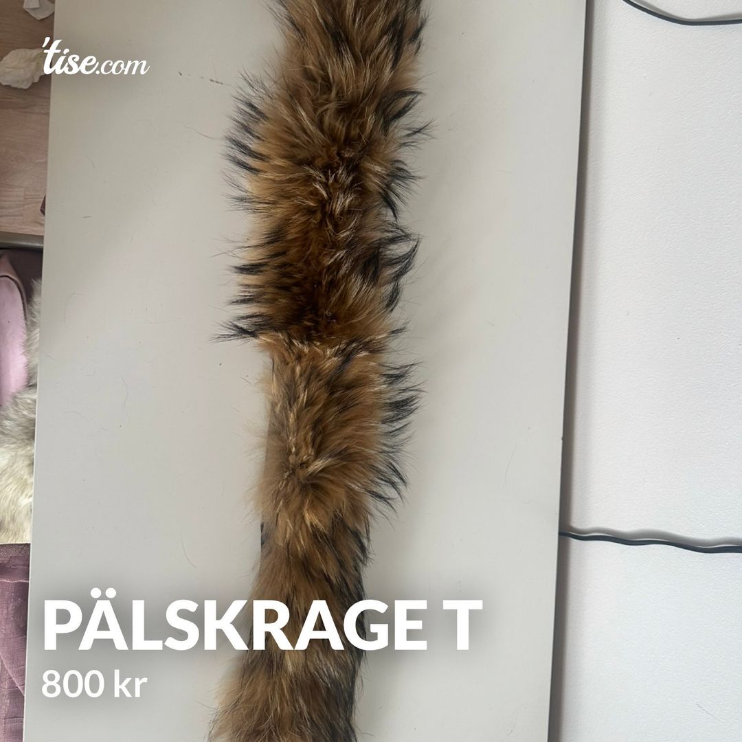 Pälskrage t