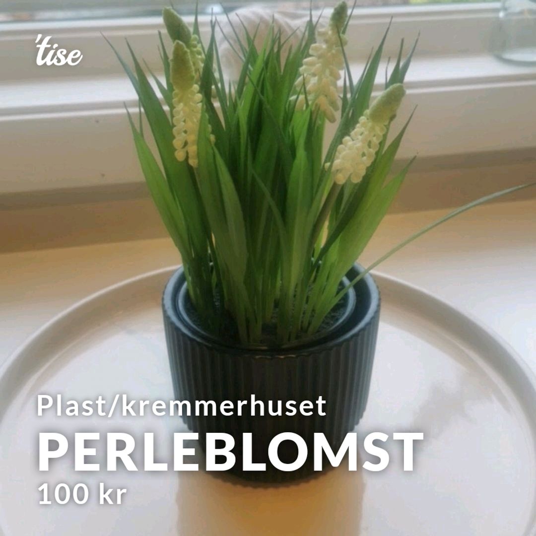 Perleblomst