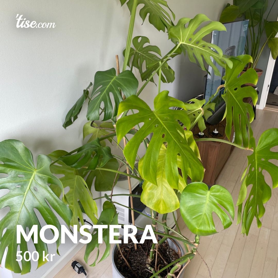 Monstera