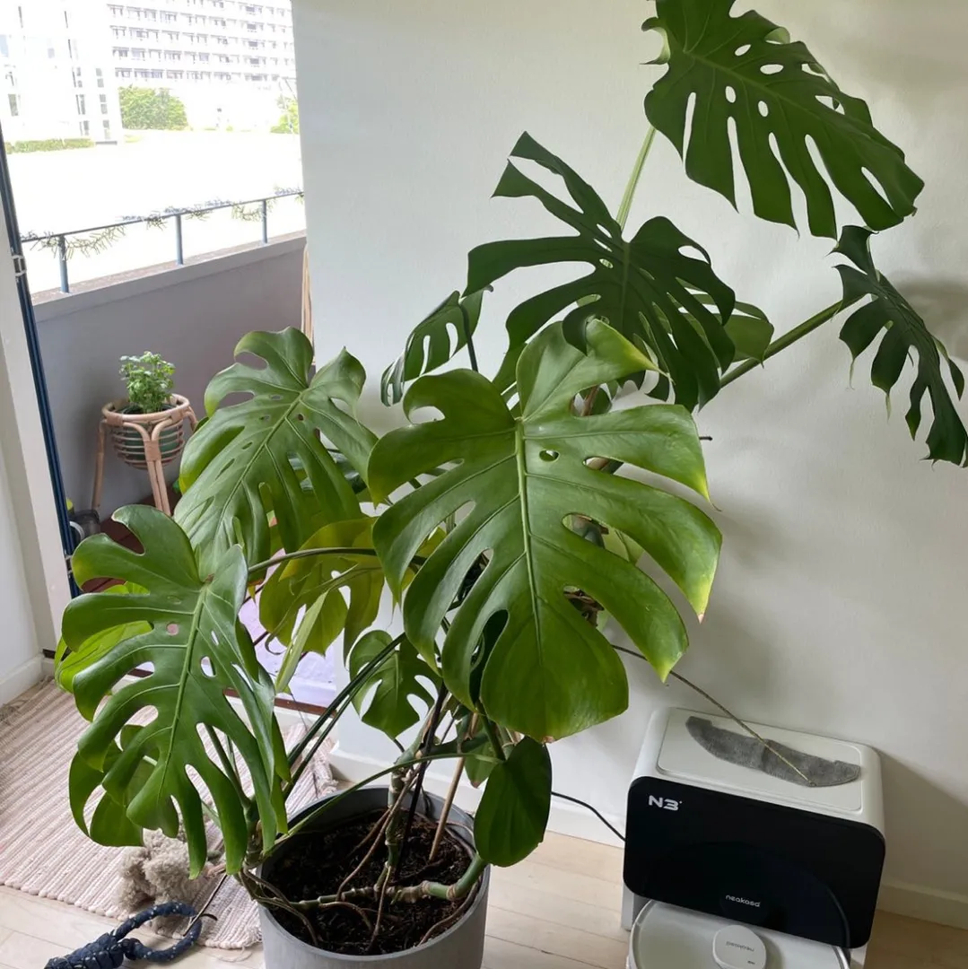 Monstera