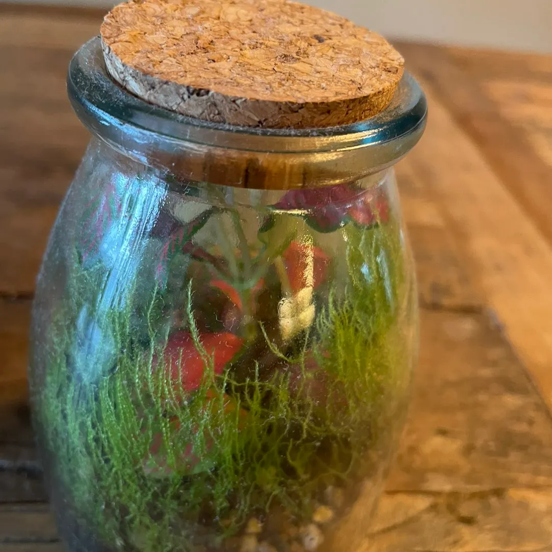 Lite terrarium