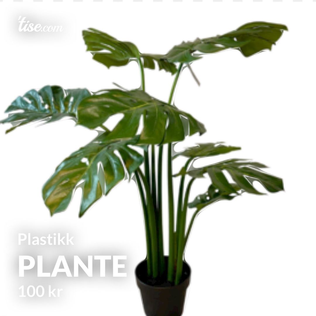 Plante