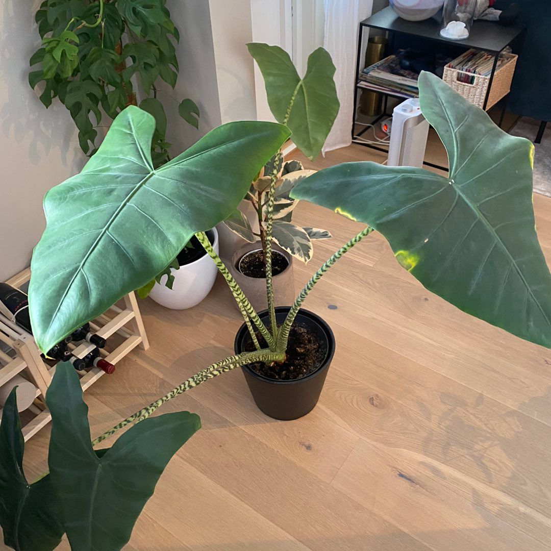 Alocasia Zebrina