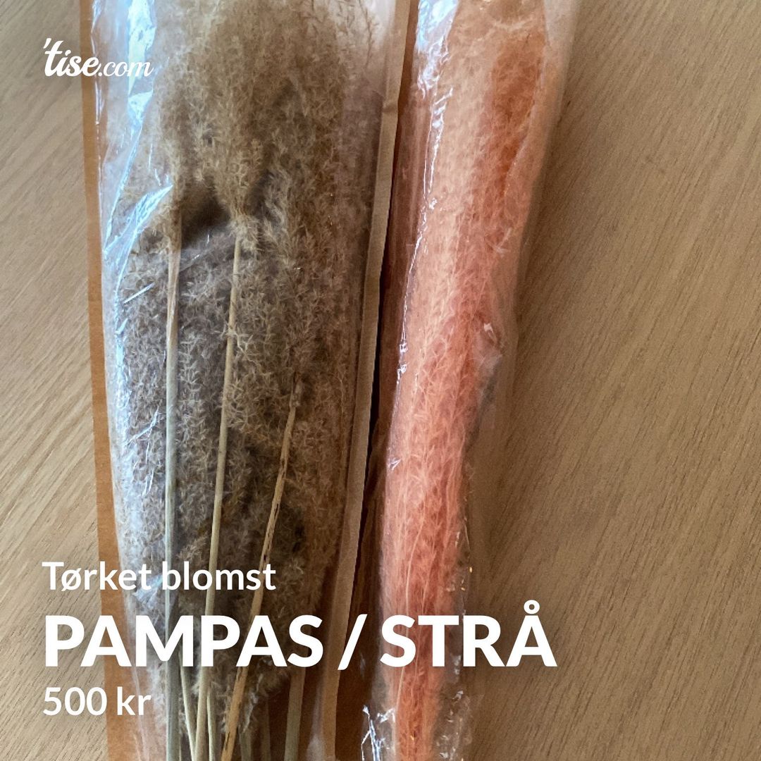 Pampas / Strå