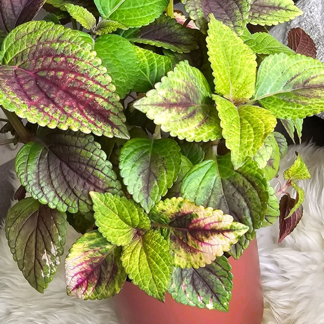 Haines Coleus 🌸