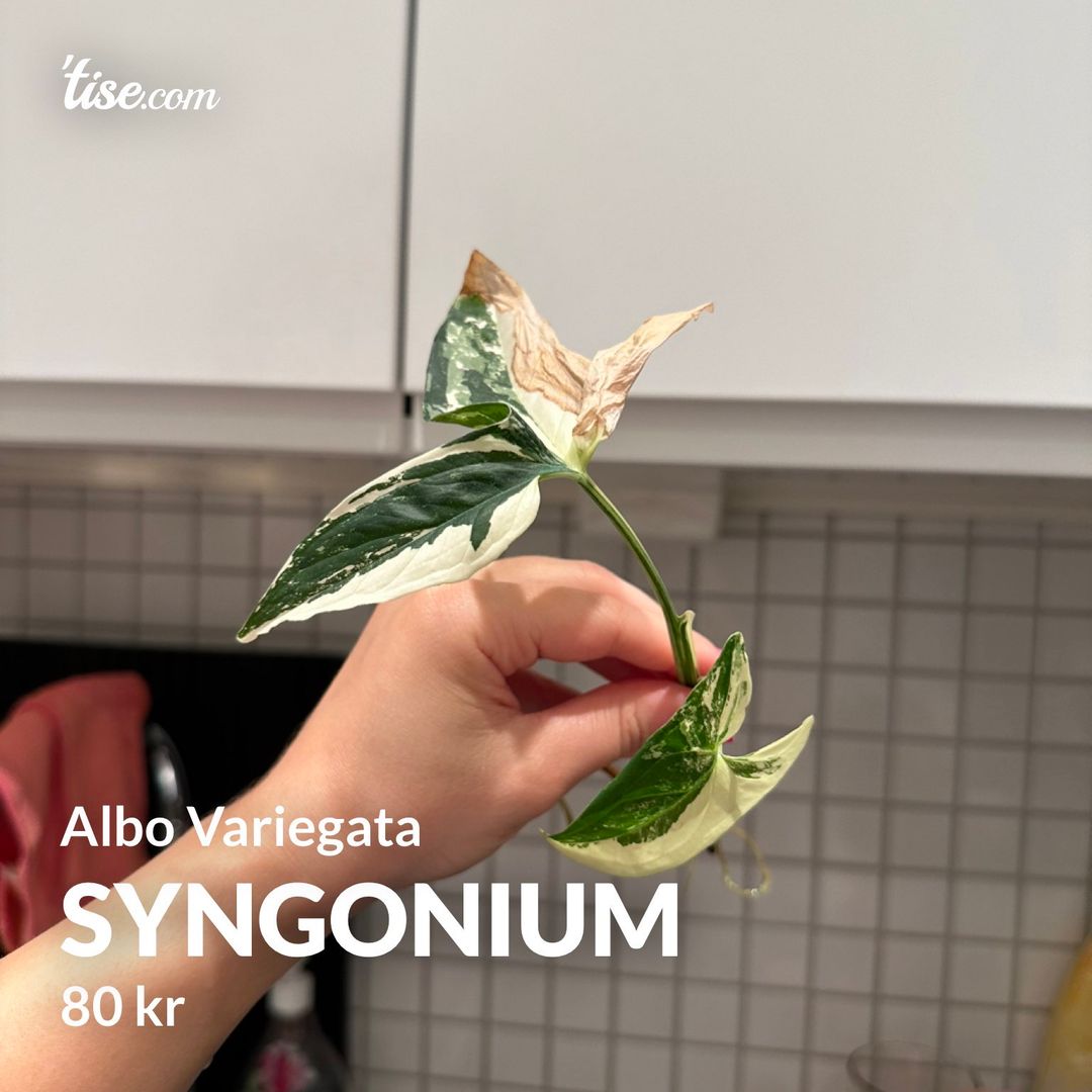 Syngonium