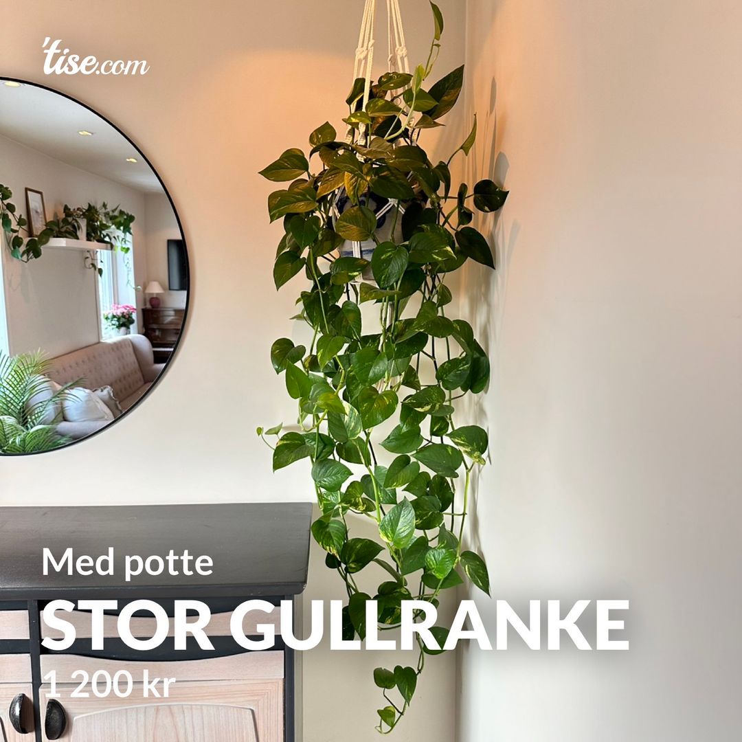 Stor gullranke