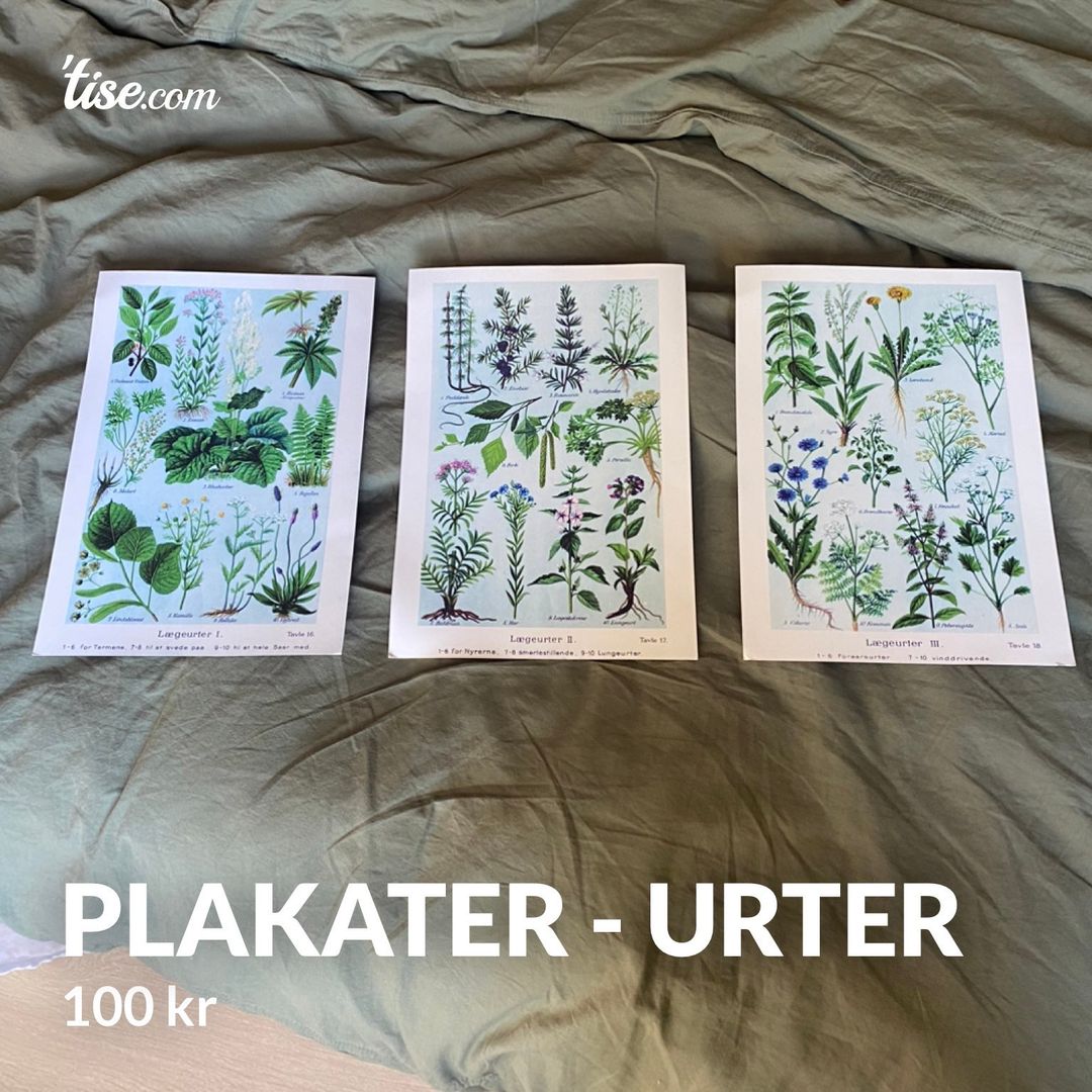 Plakater - urter