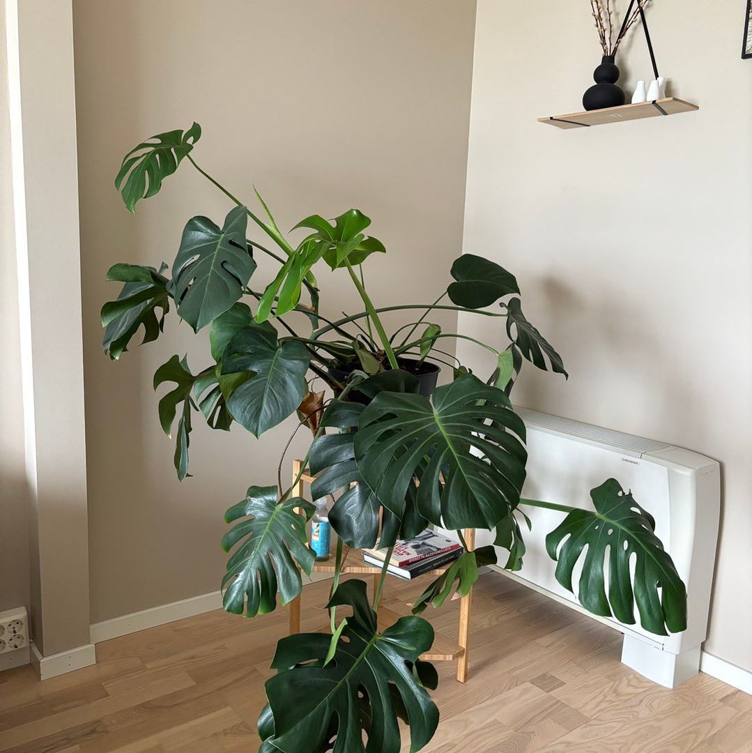 Stor monstera