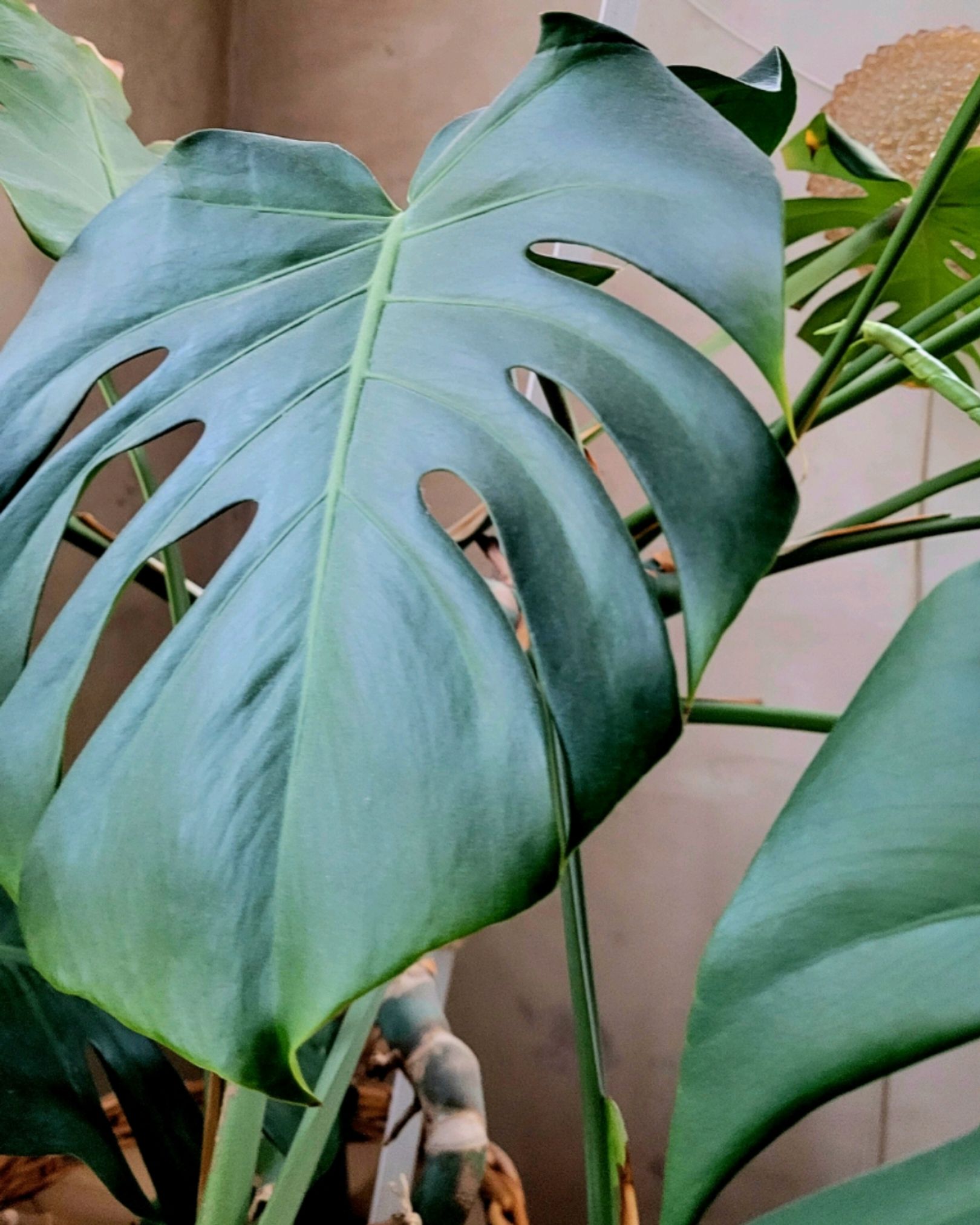 Gigantisk Monstera