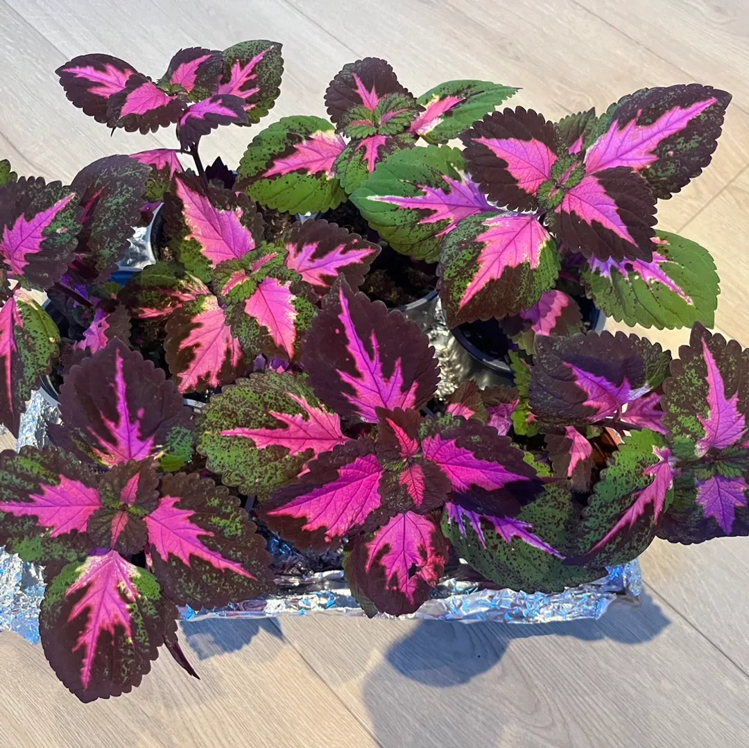 Coleus China rose