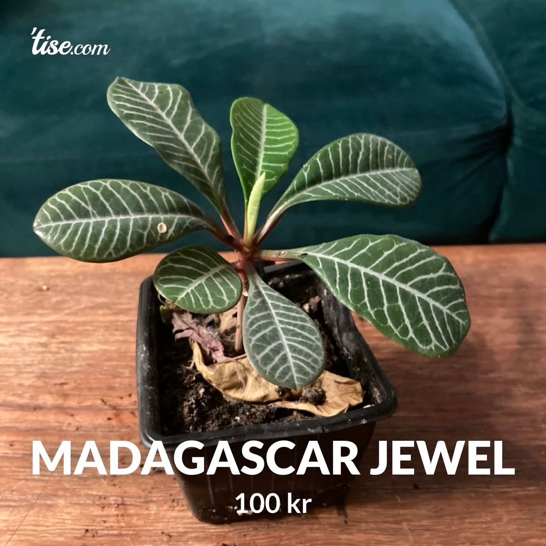 Madagascar Jewel