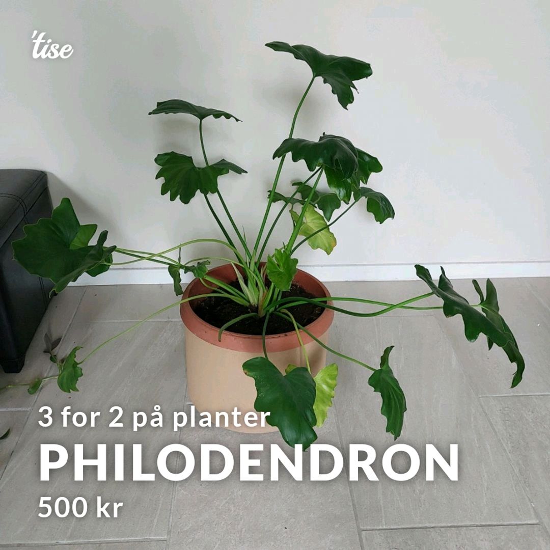 Philodendron