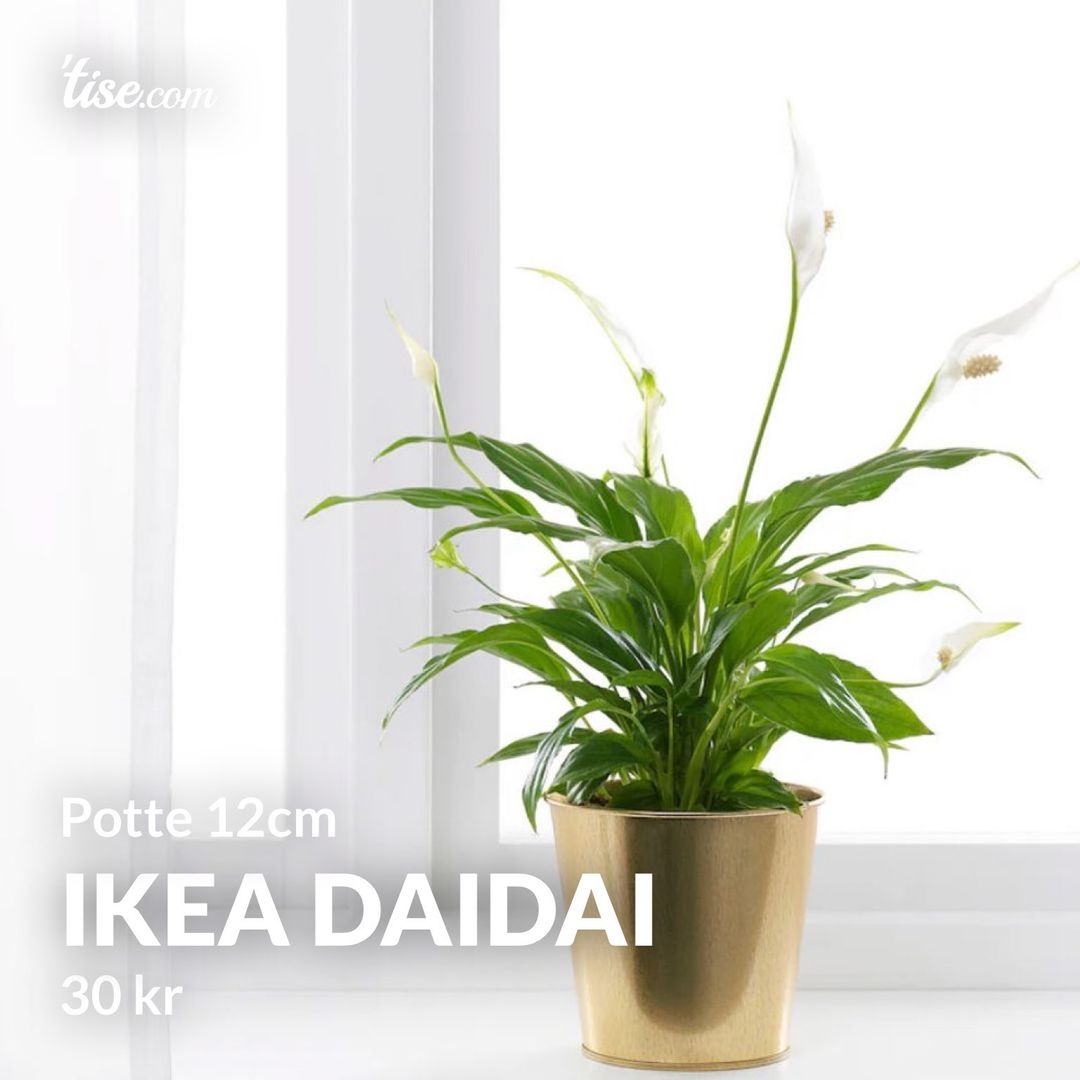 IKEA Daidai