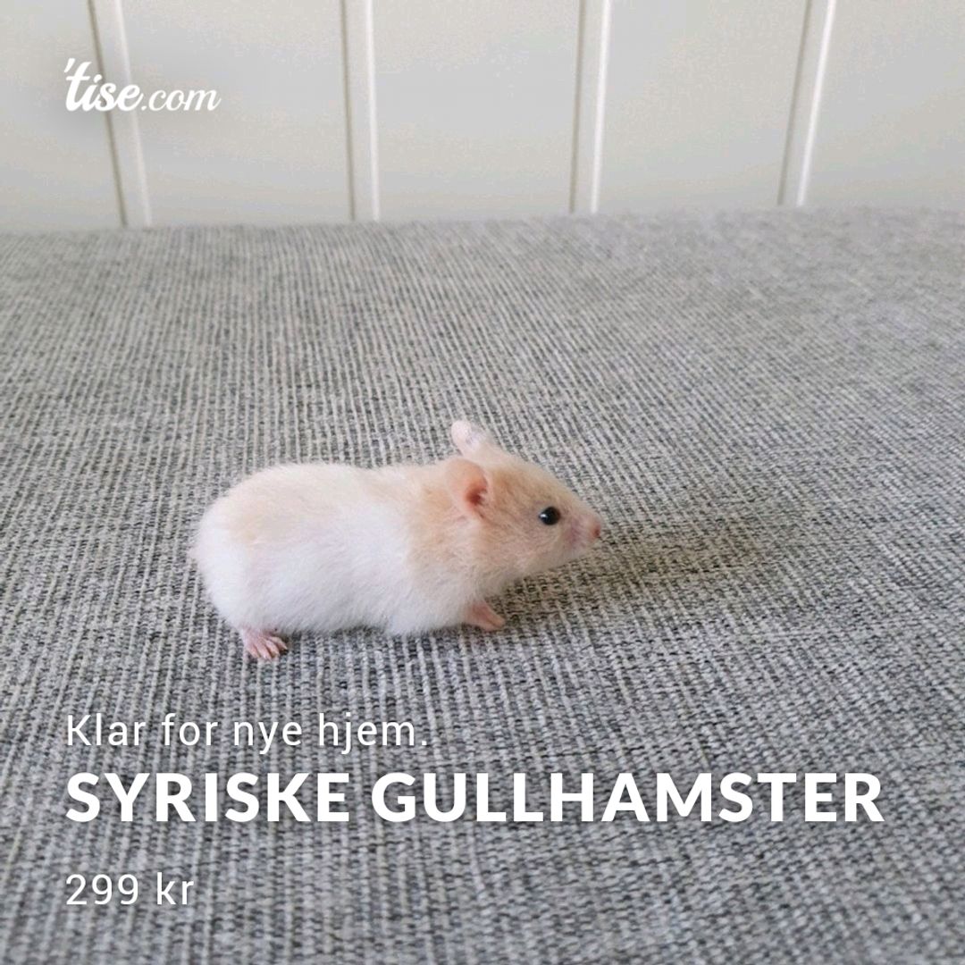 Syriske Gullhamster