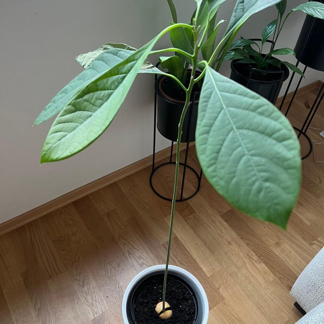 Avocado plant