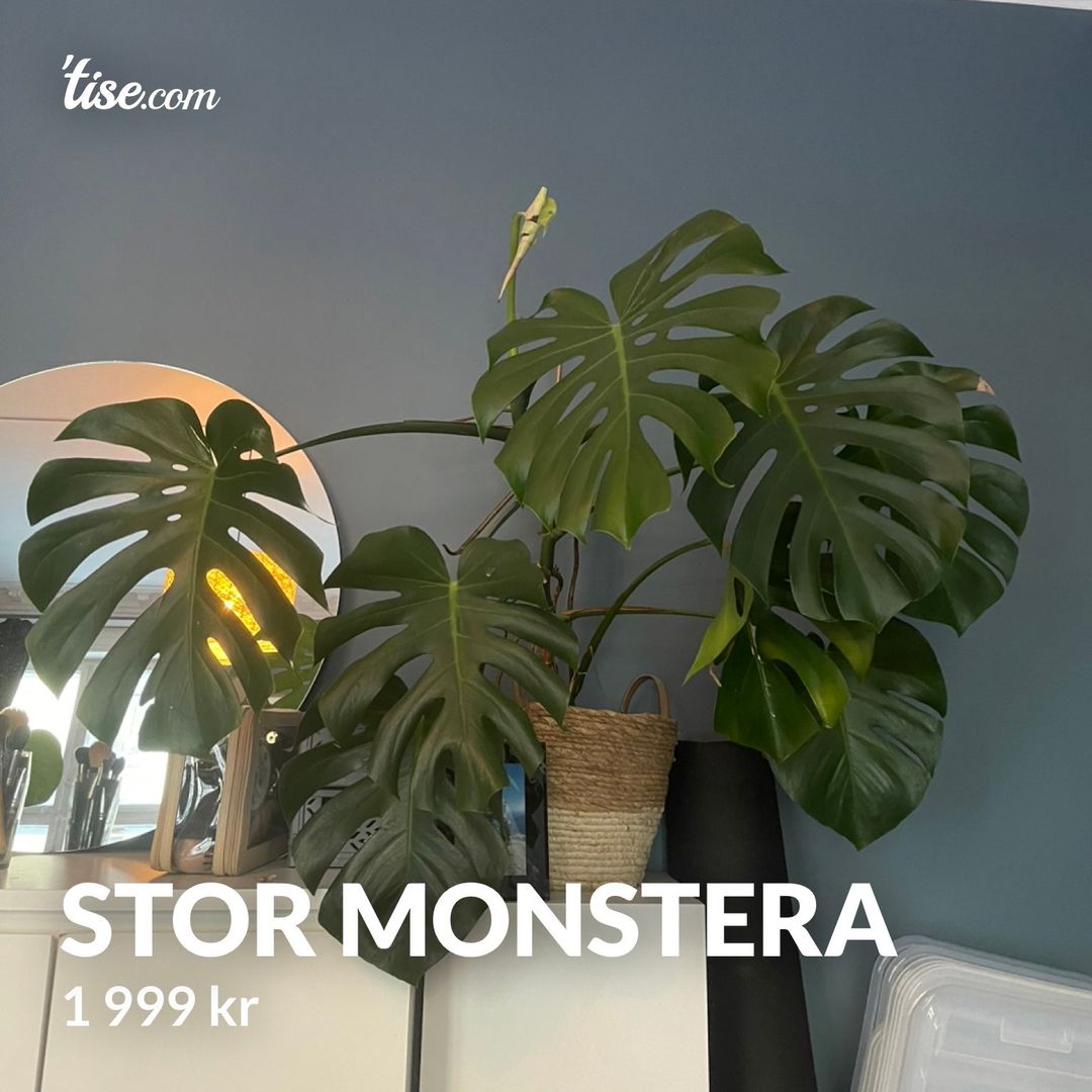 Stor monstera