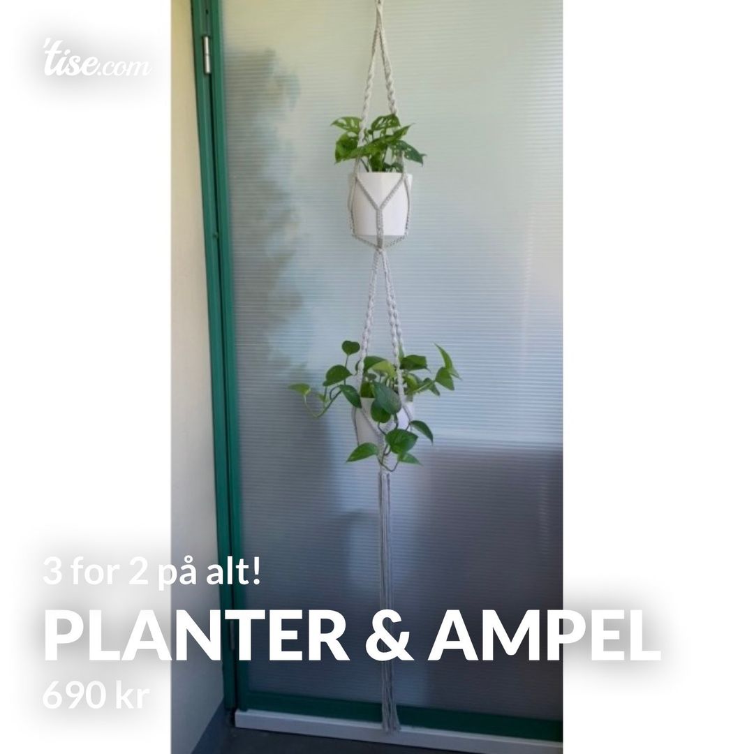 Planter  Ampel