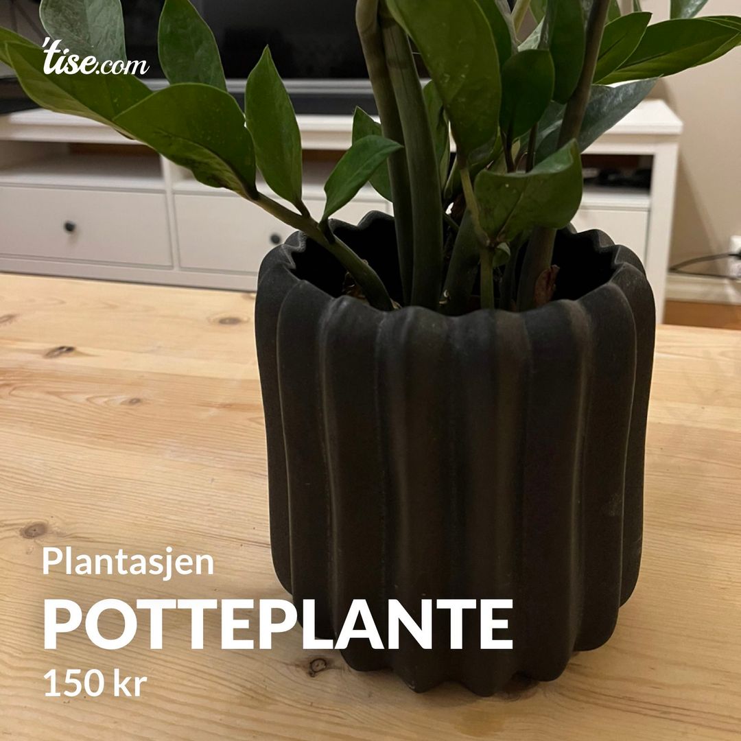 Potteplante