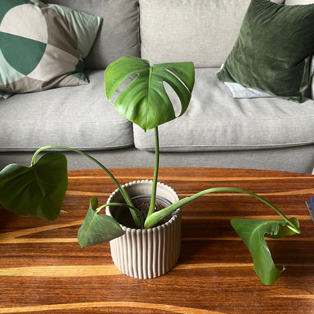 Monstera