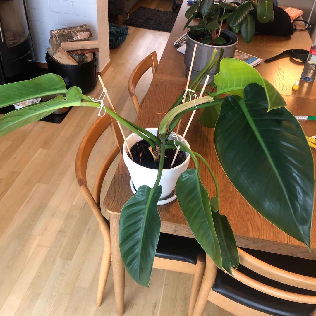 Philodendron