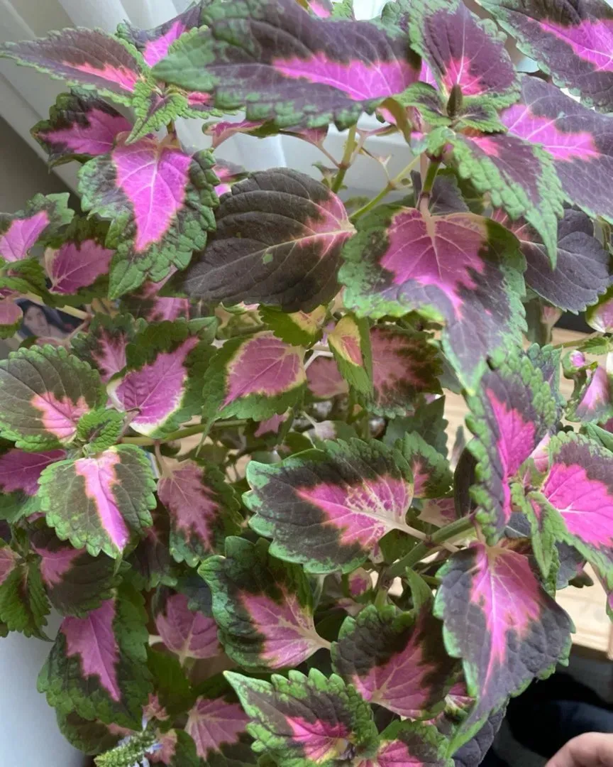 Coleus