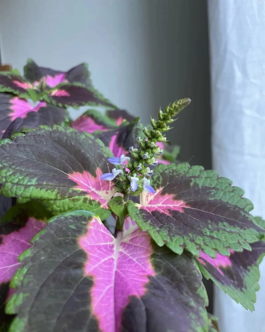 Coleus