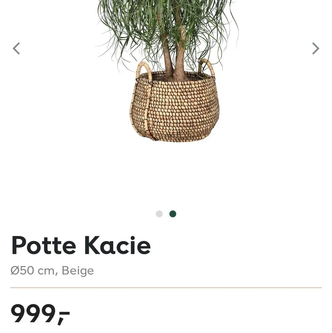 Potte Kacie