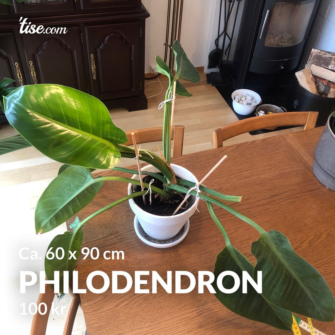 Philodendron