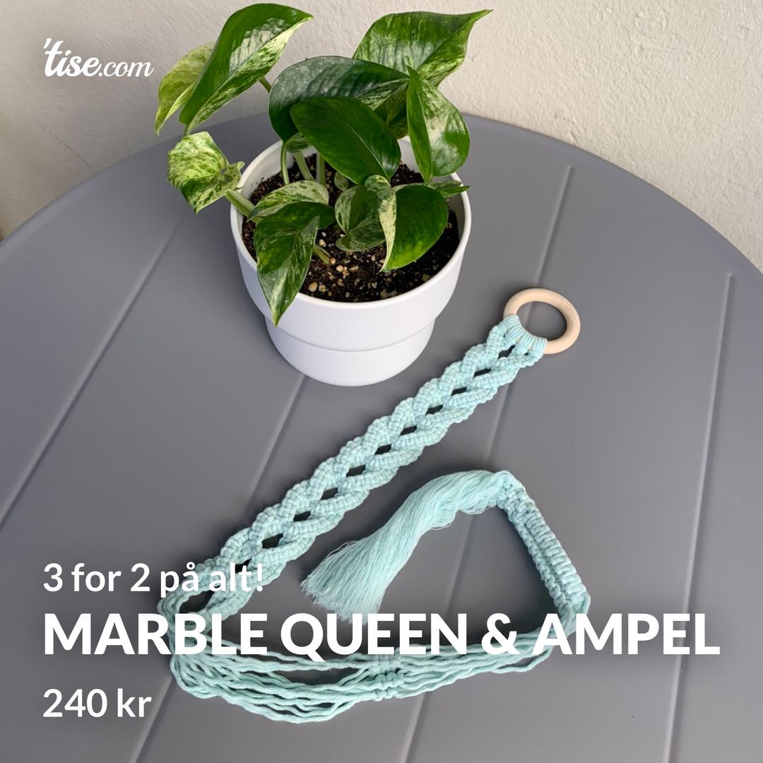Marble Queen  Ampel