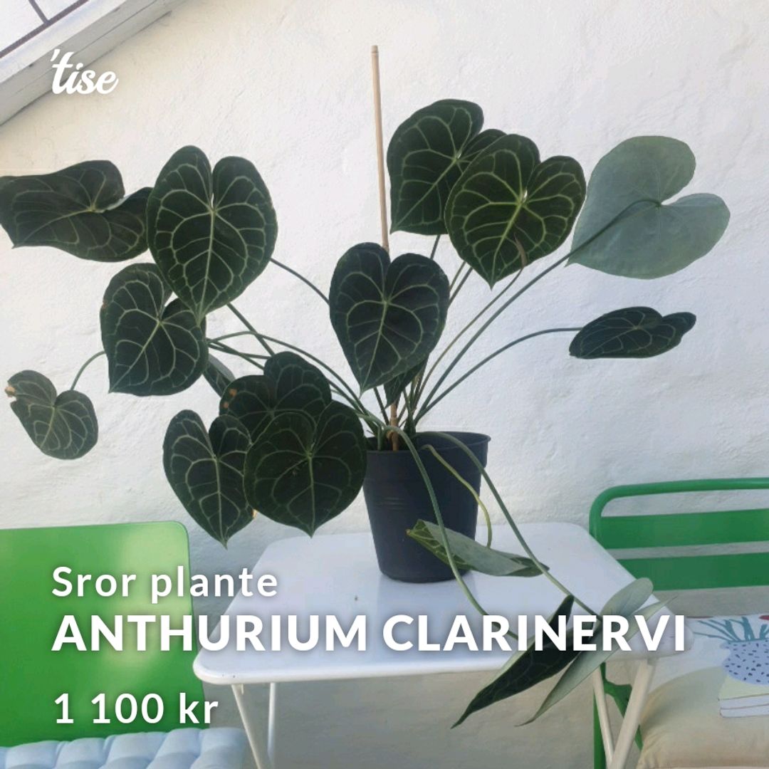 anthurium clarinervi