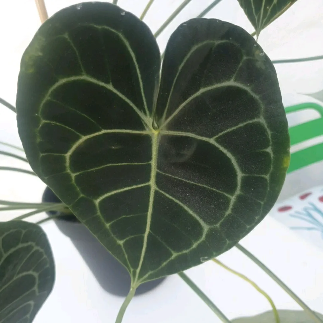 anthurium clarinervi