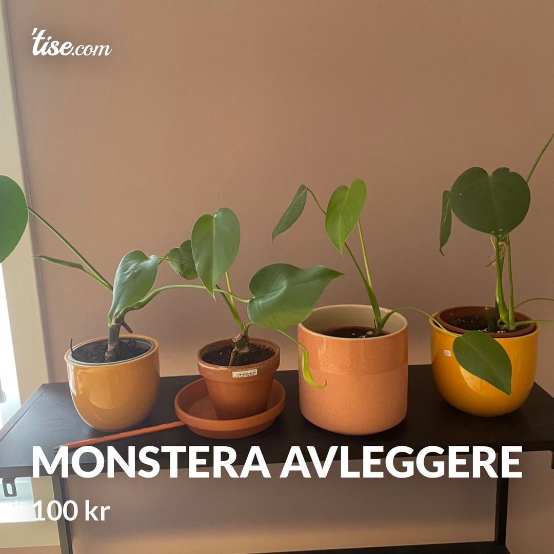 Monstera avleggere