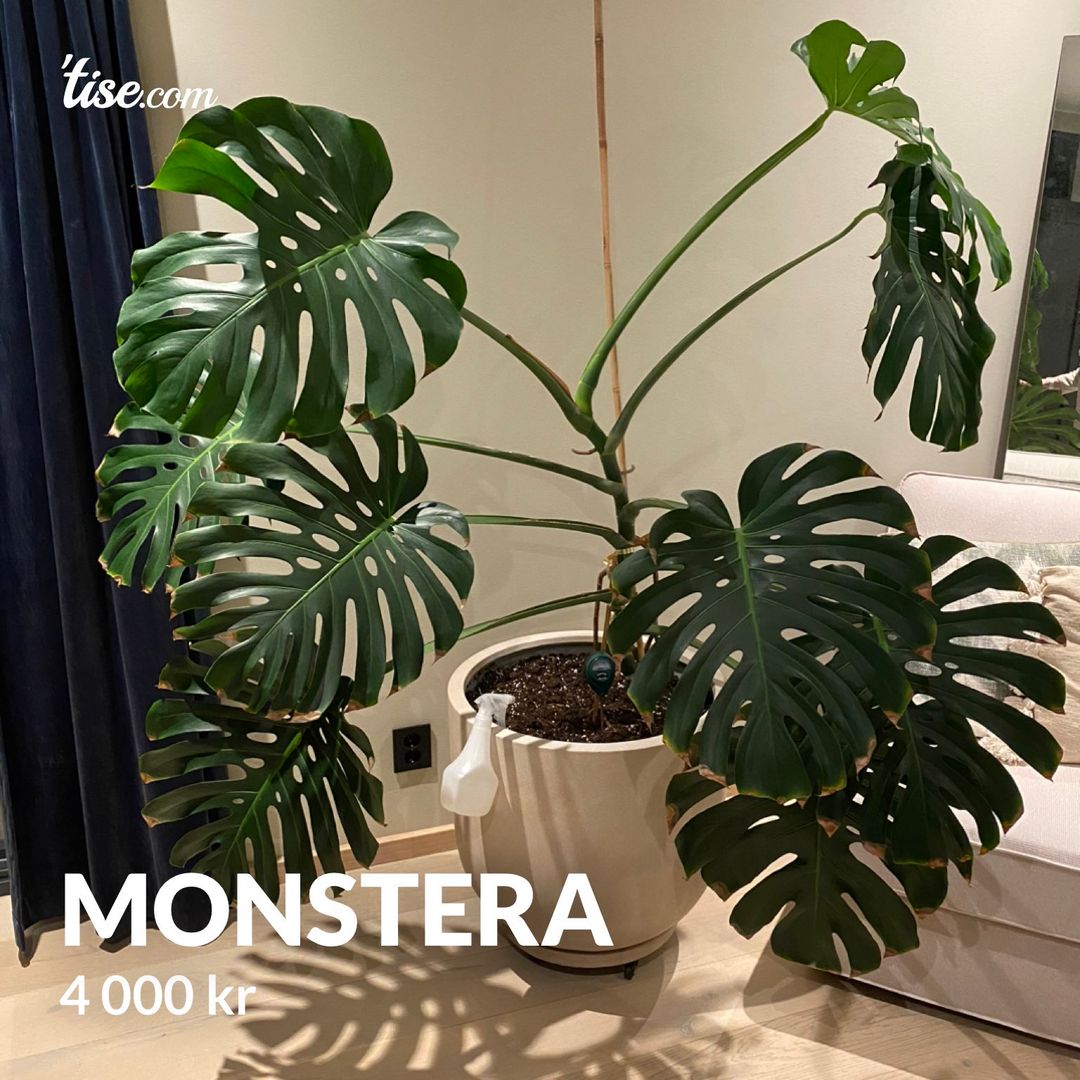 Monstera