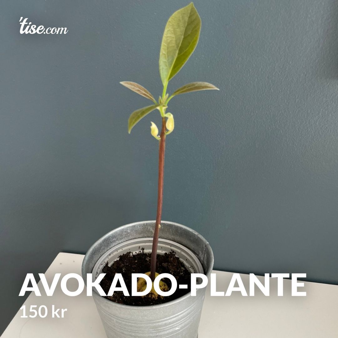 Avokado-plante