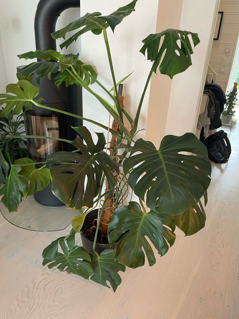 Monstera