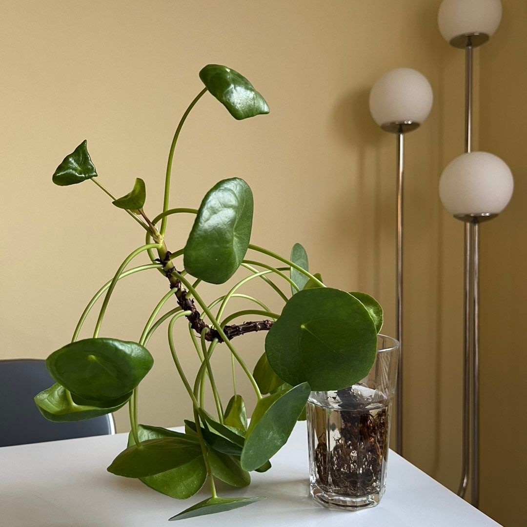 Pilea