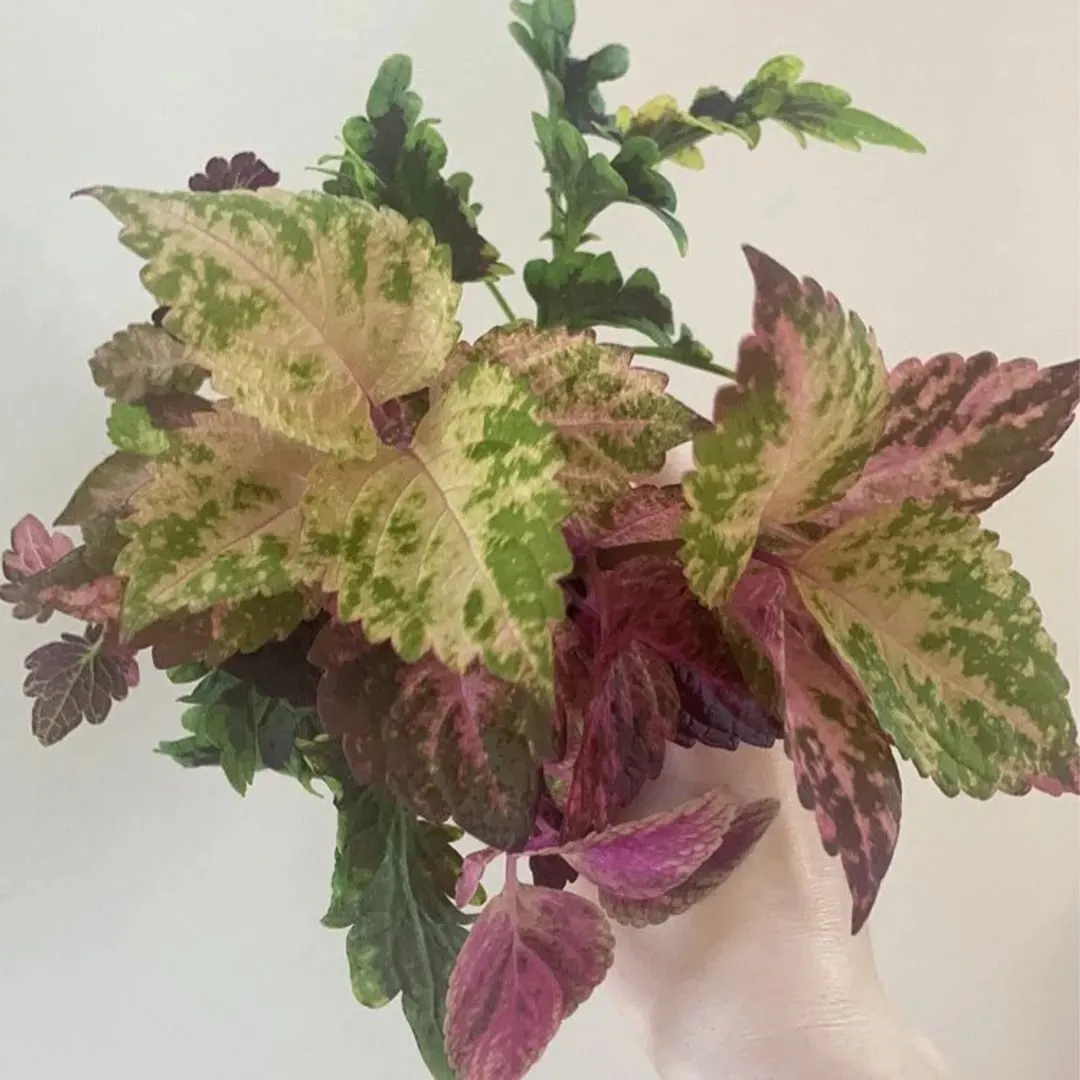 Coleus/praktspragle