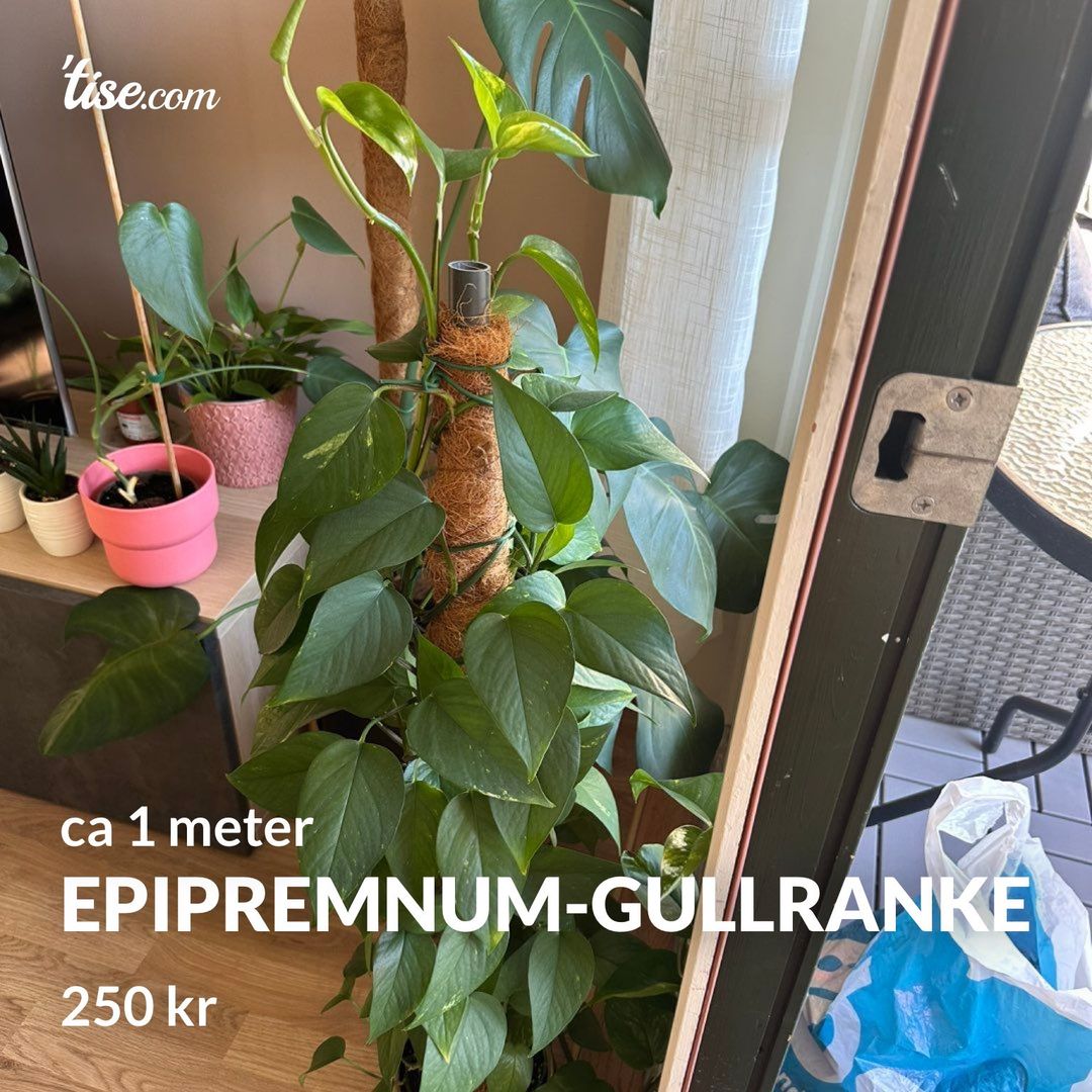 Epipremnum-Gullranke