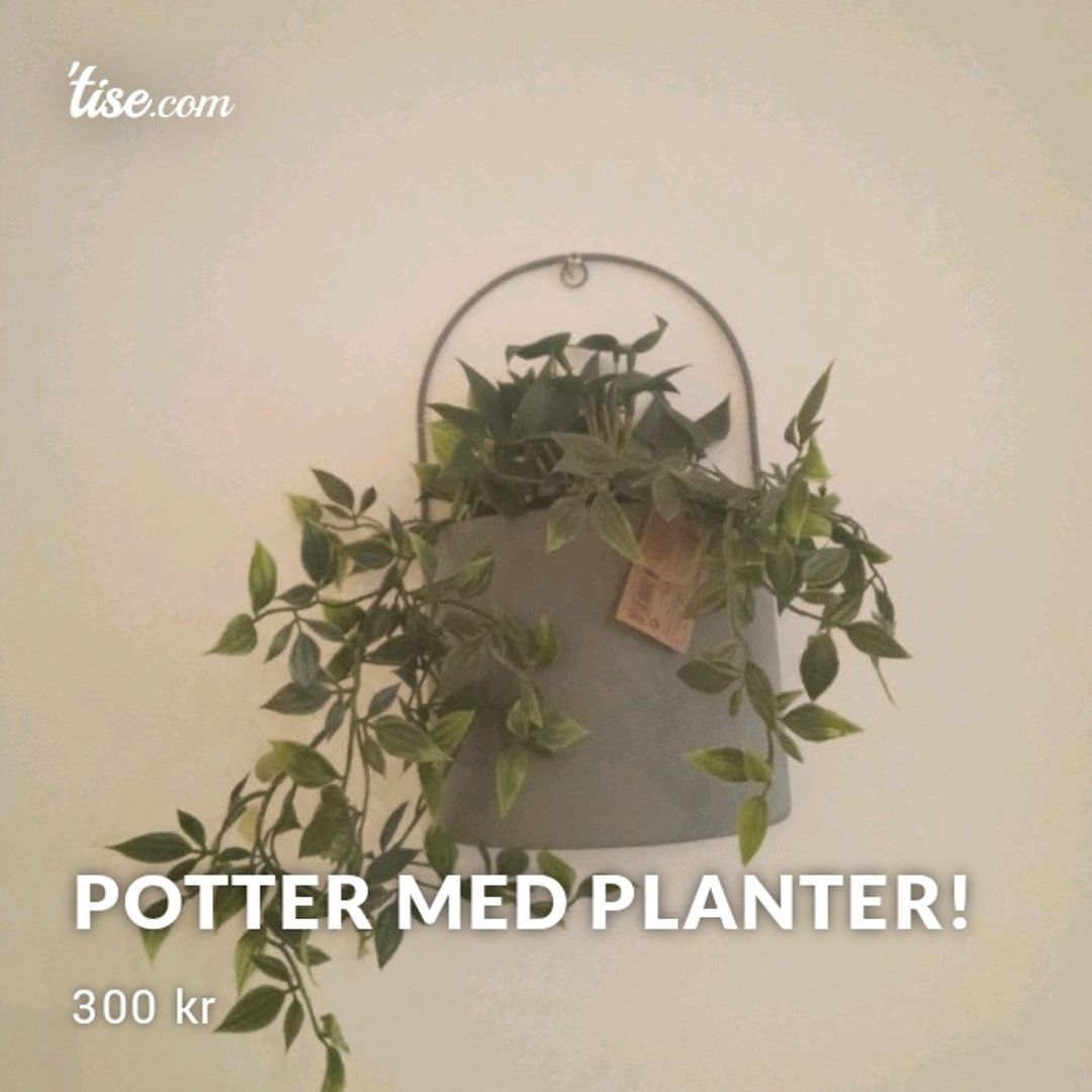 Potter Med Planter!