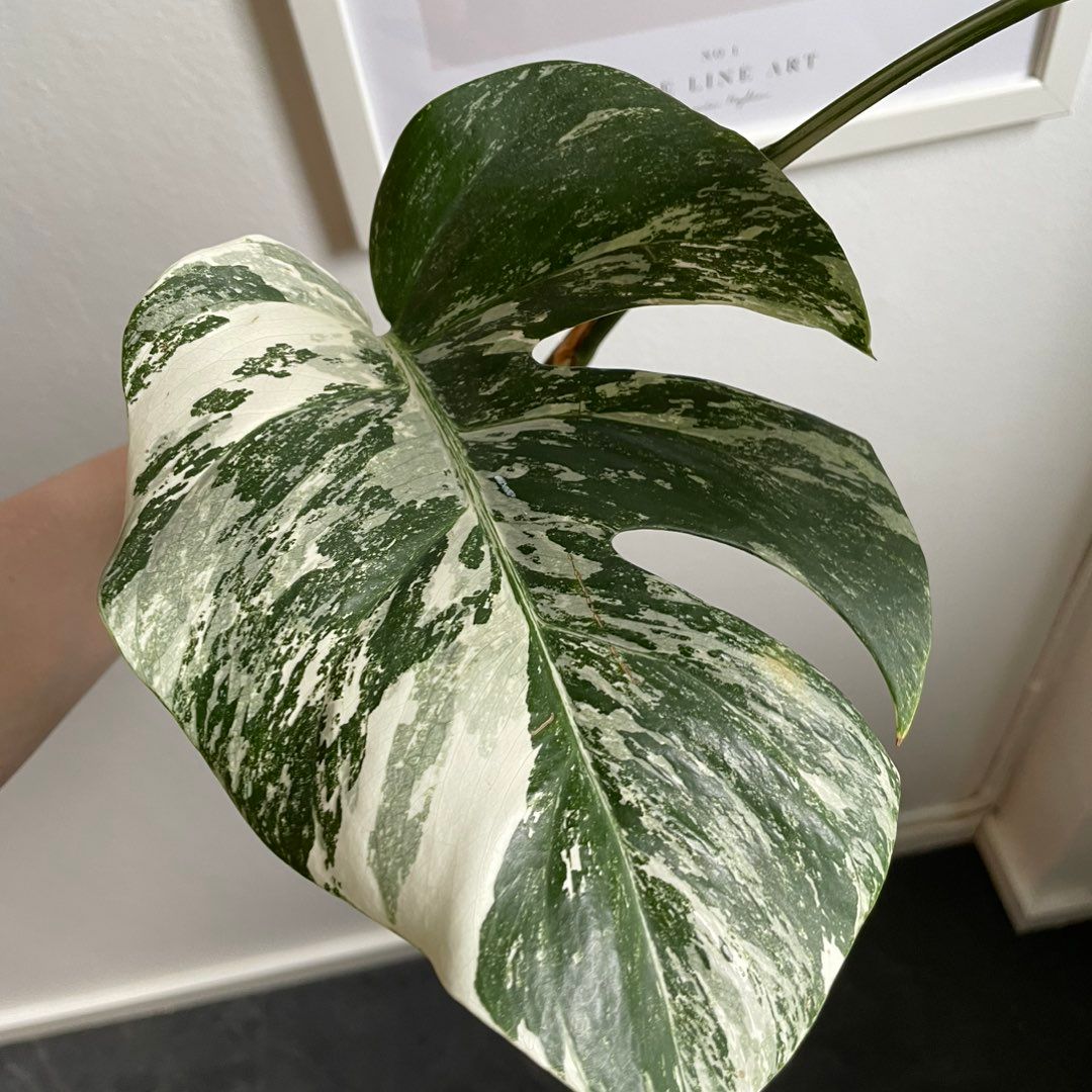 Monstera variegata