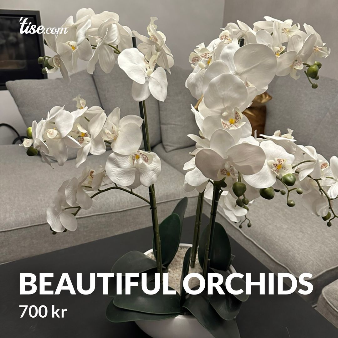 Beautiful orchids