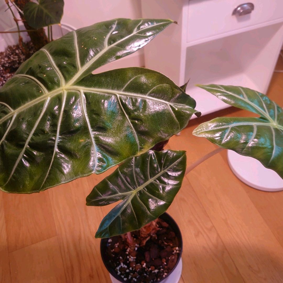 Alocasia Pink Dragon