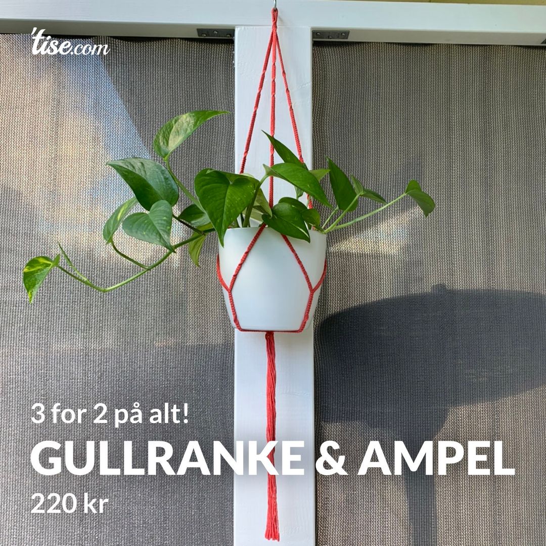 Gullranke  Ampel