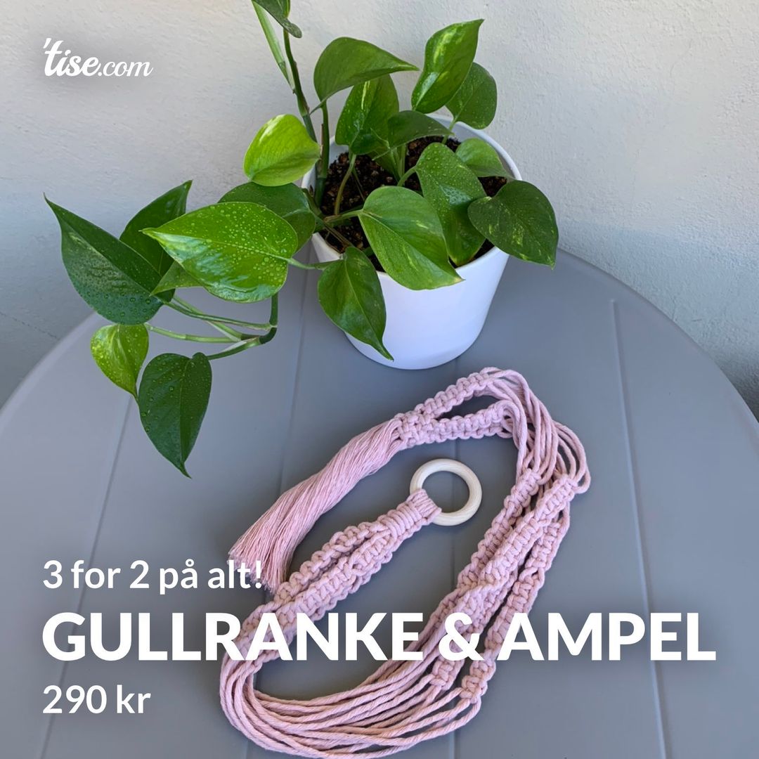 Gullranke  Ampel