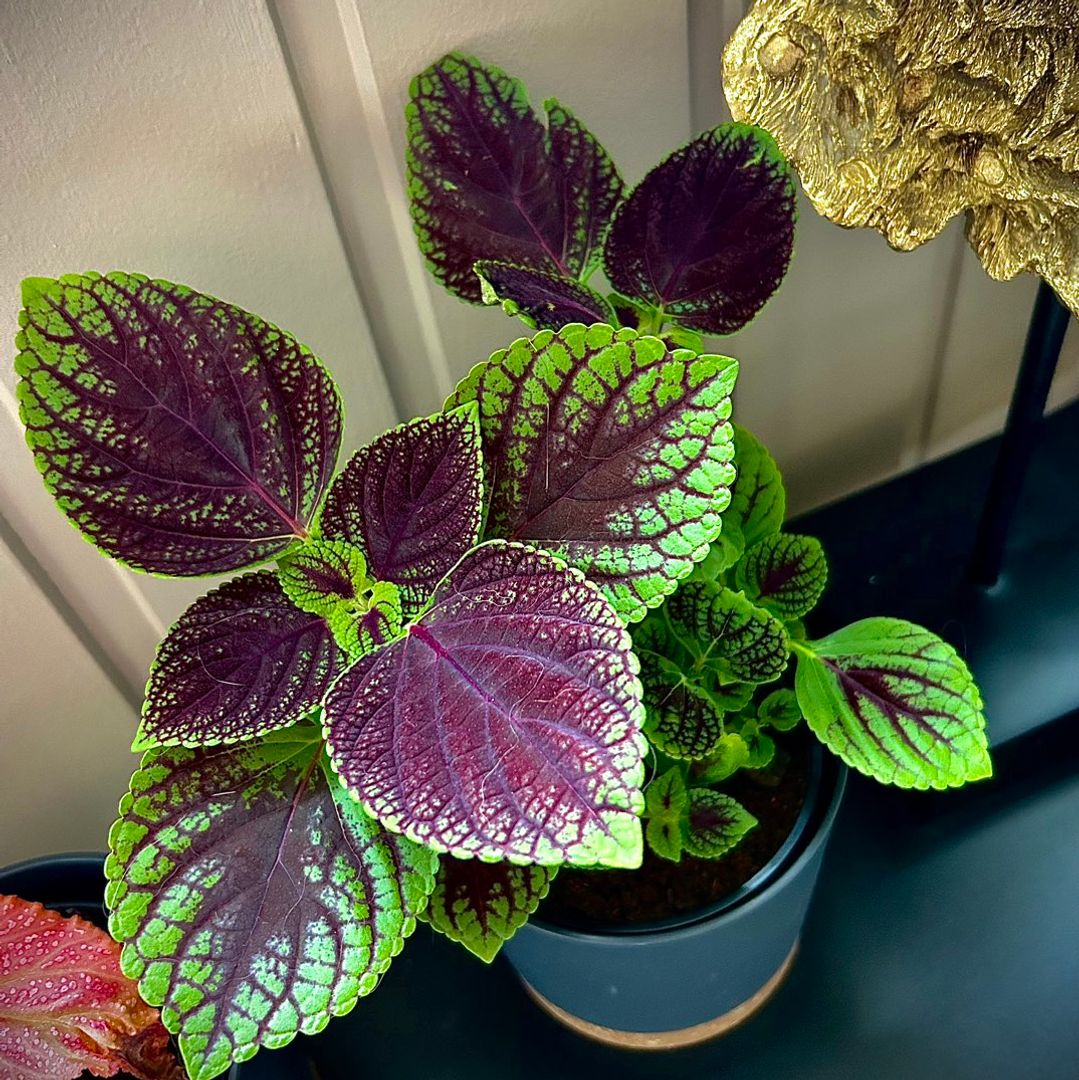 Coleus stiklinger