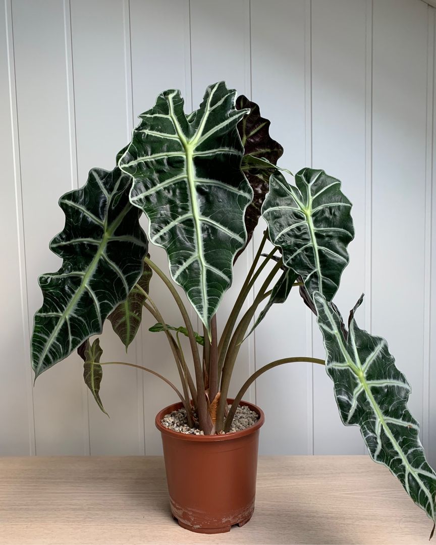 Alocasia amazonica